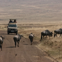 On Safari with the Predators and Prey: Tanzania - Part Two
