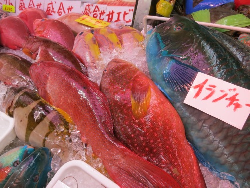 A colorful variety of tropical fish for sale